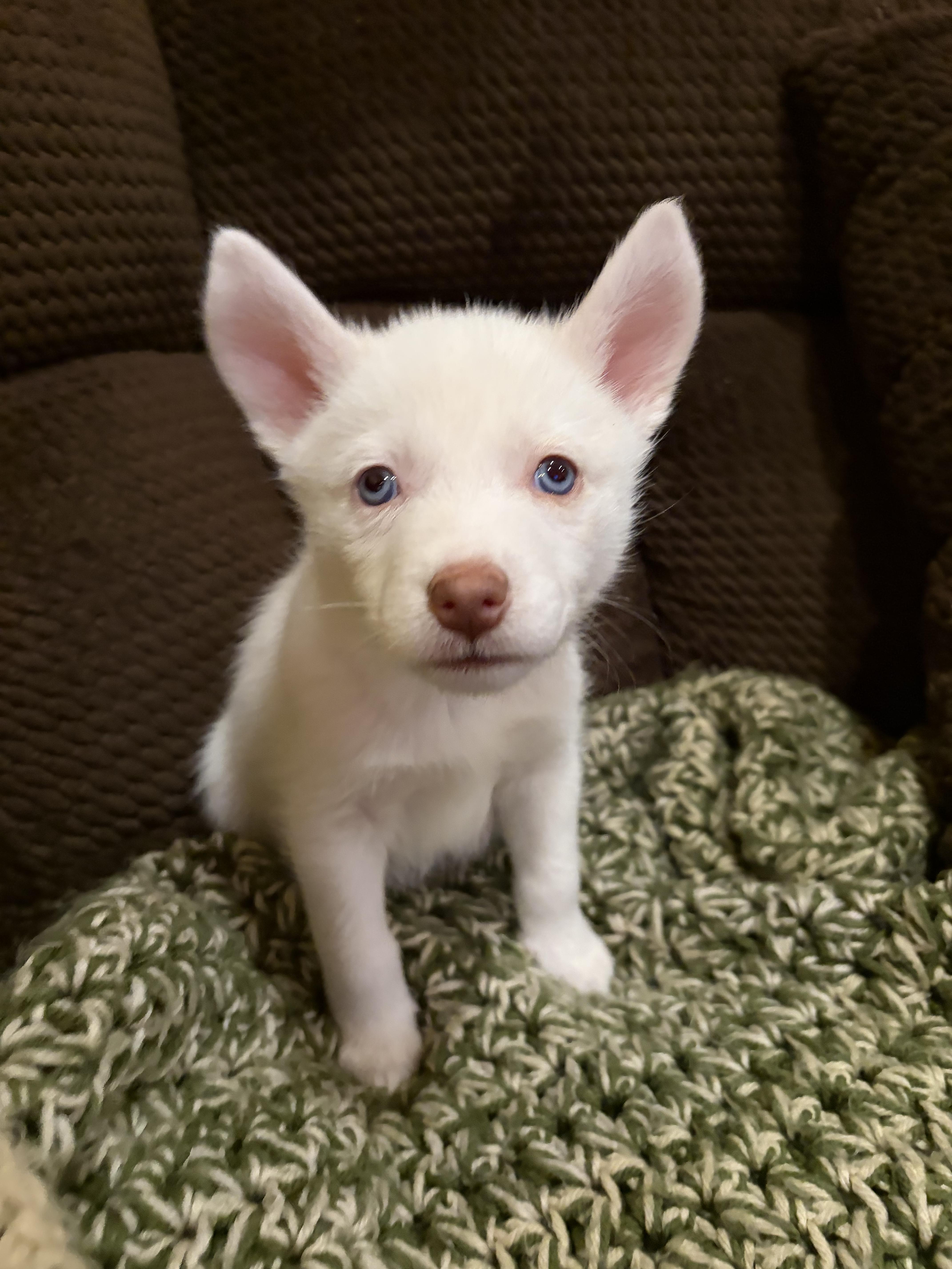 A baby medium-sized male White German Shepherd dog named Blarney for adoption in Copiague, NY