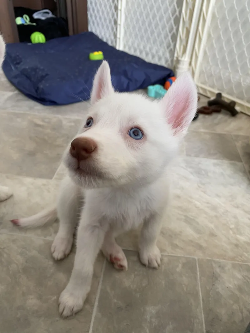 A baby medium-sized male White German Shepherd dog named Lucky for adoption in Copiague, NY
