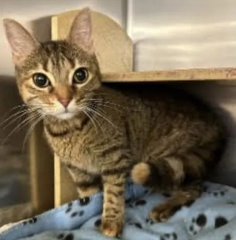 An adult medium-sized female Tabby (Buff / Tan / Fawn) Domestic Short Hair cat named Natalie Nunn for adoption in Cincinnati, OH