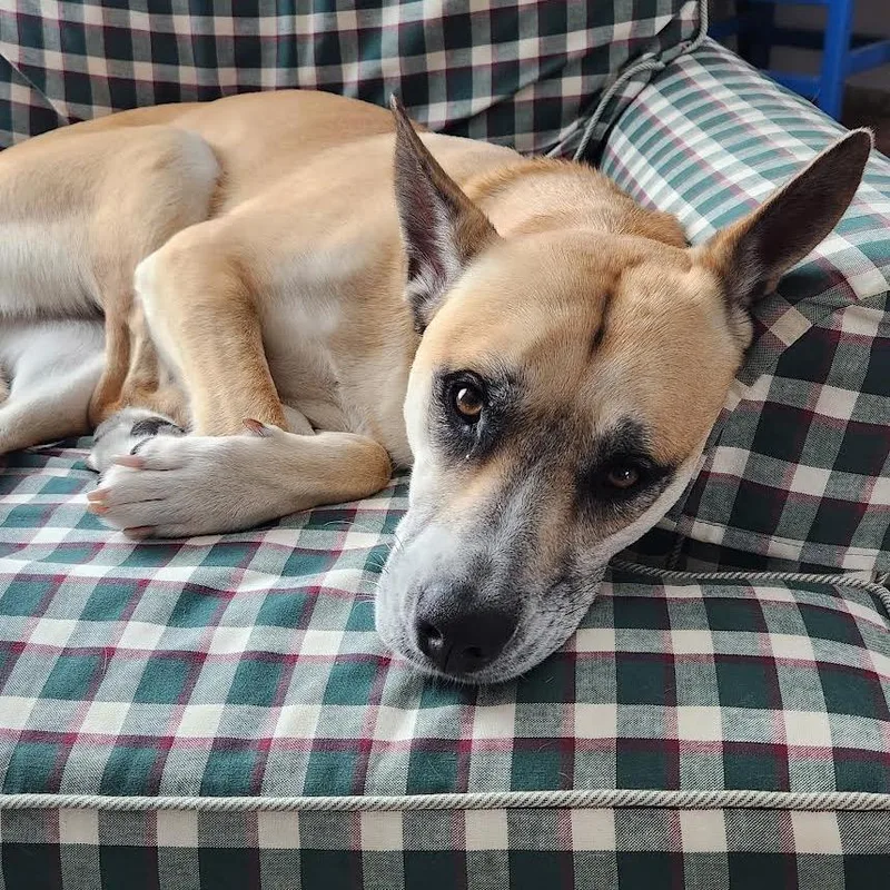 Cinnamon thumbnail 2