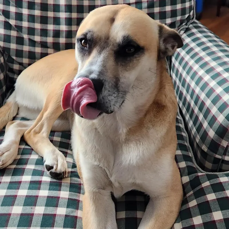 Cinnamon thumbnail 3