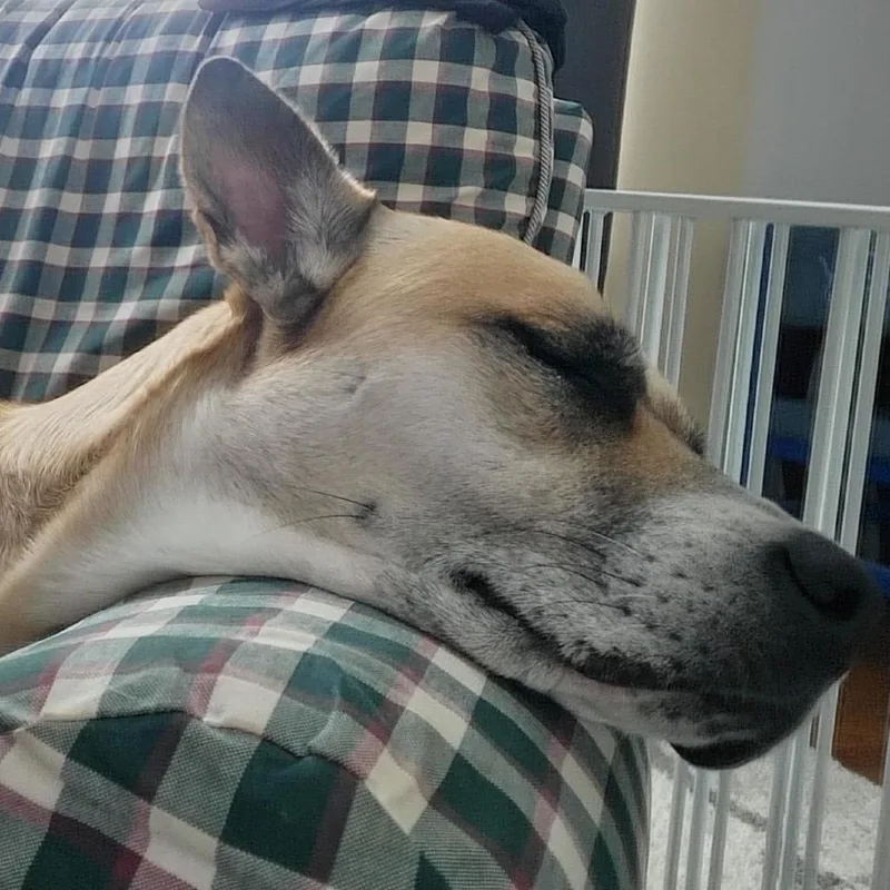 Cinnamon thumbnail 4