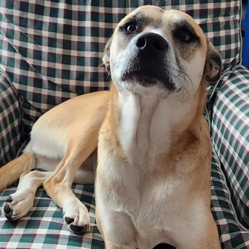 Cinnamon thumbnail 5