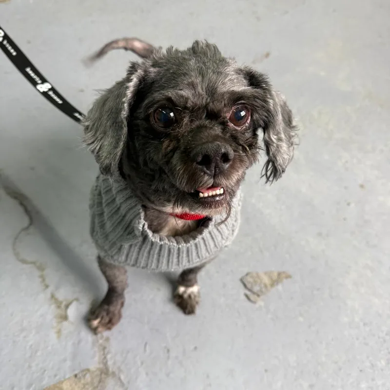 Sergio Hudson thumbnail 2