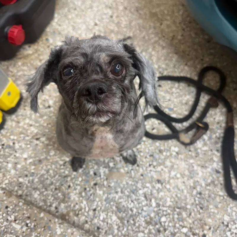 Sergio Hudson thumbnail 3