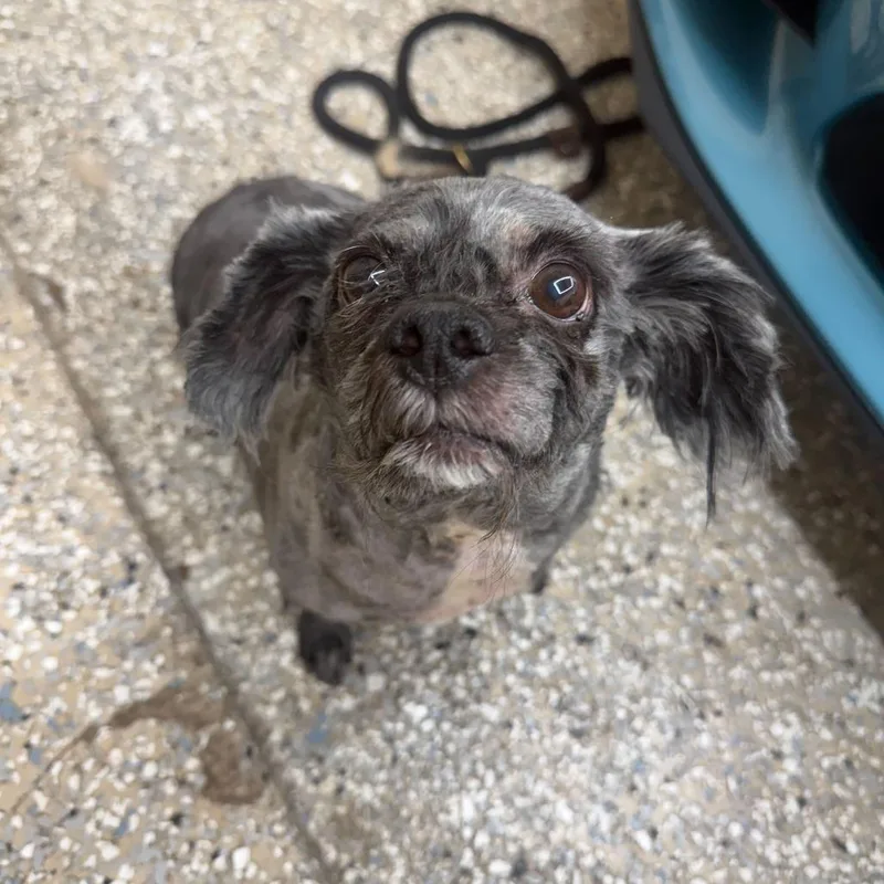 Sergio Hudson thumbnail 4