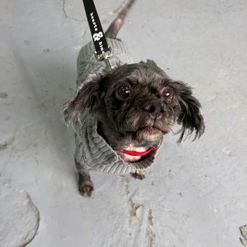 Sergio Hudson thumbnail 5