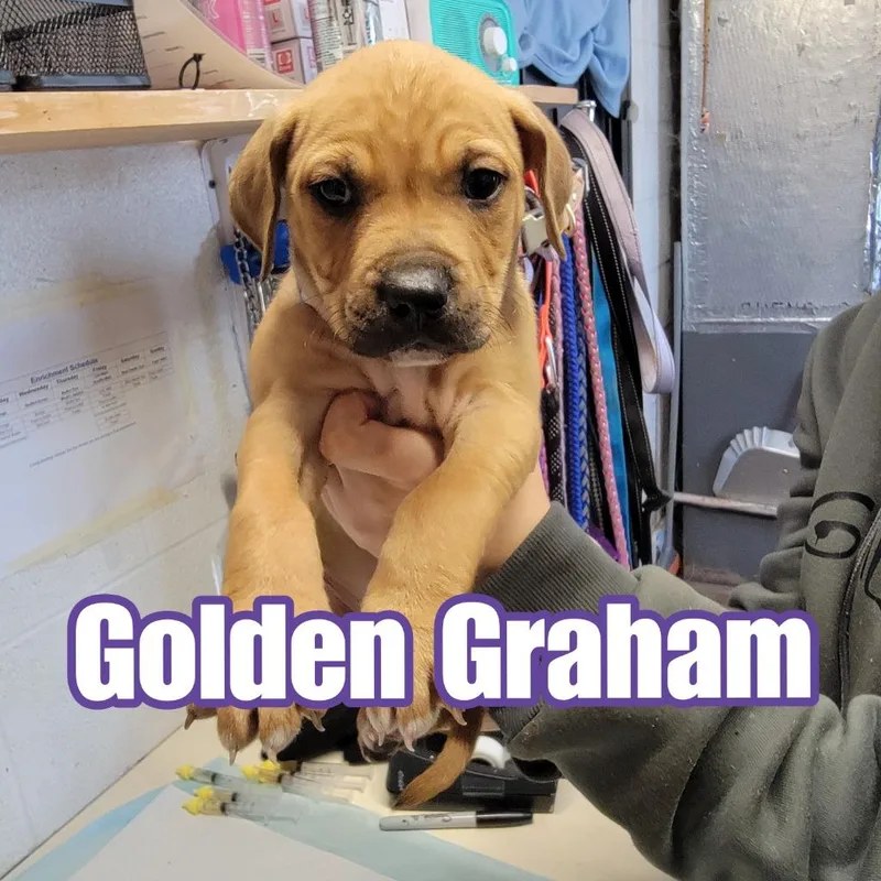 Golden Graham