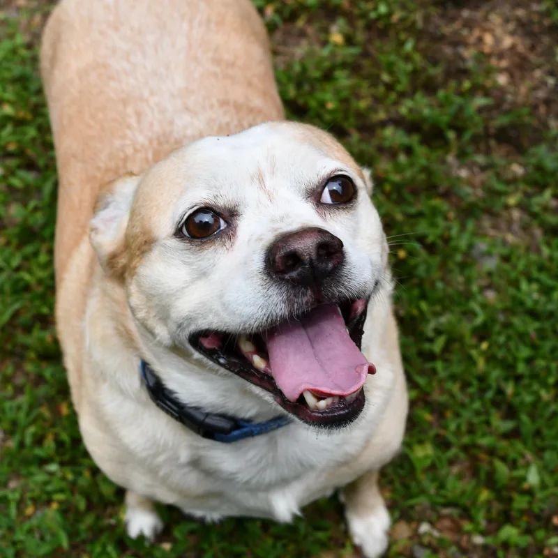 Pringles thumbnail 3