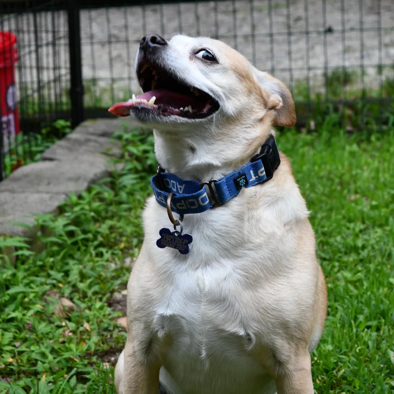 Pringles thumbnail 5