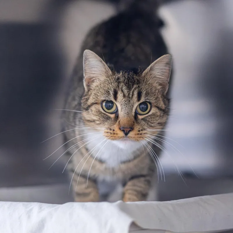 Beatrice thumbnail 2