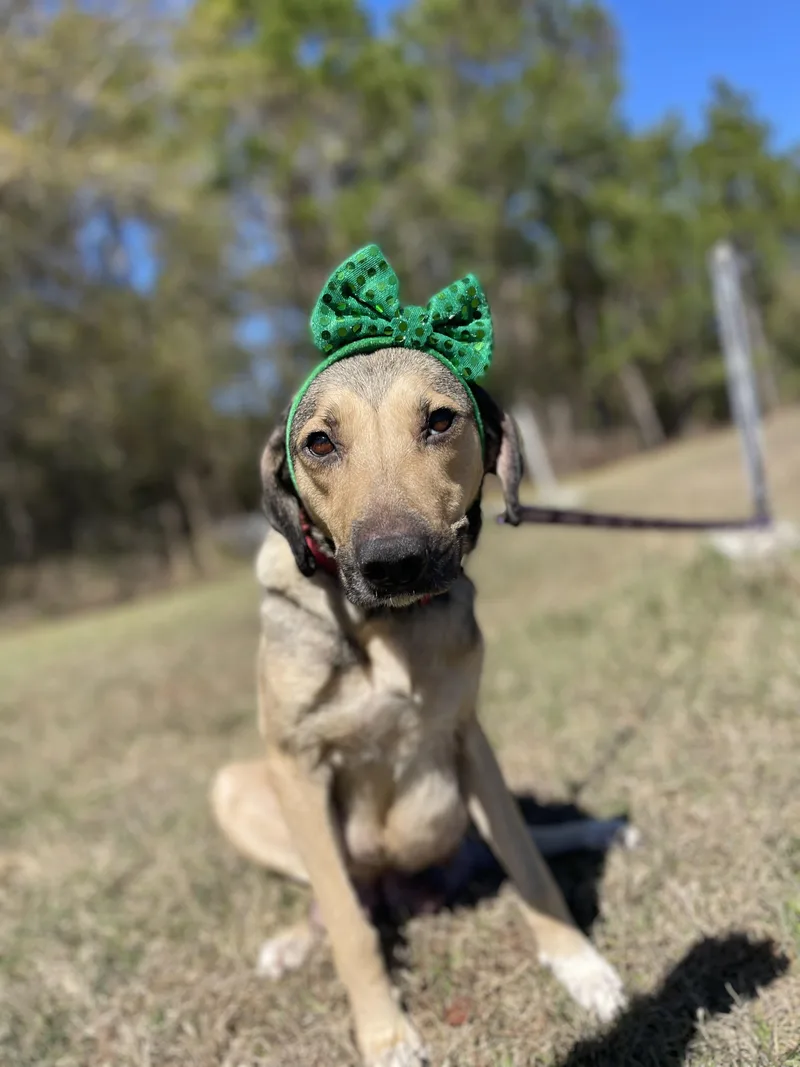 Calliope thumbnail 2