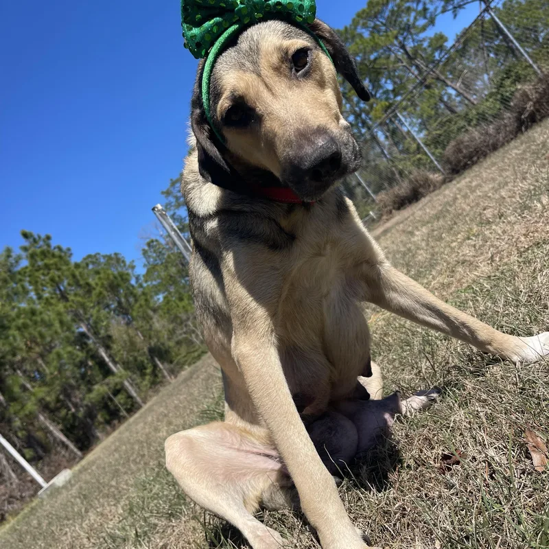 Calliope thumbnail 3