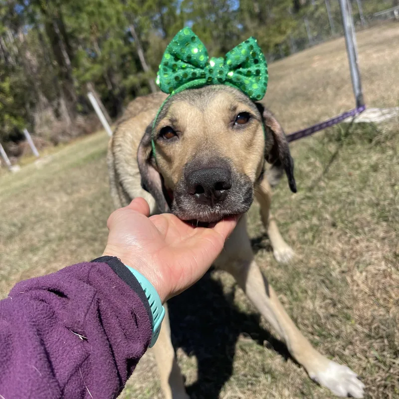 Calliope thumbnail 4