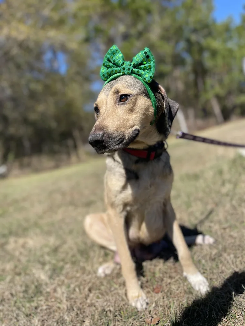 Calliope thumbnail 5