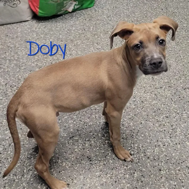 Doby