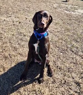 A young medium-sized female Brown / Chocolate Hound dog named Birdie for adoption in Winter Haven, FL