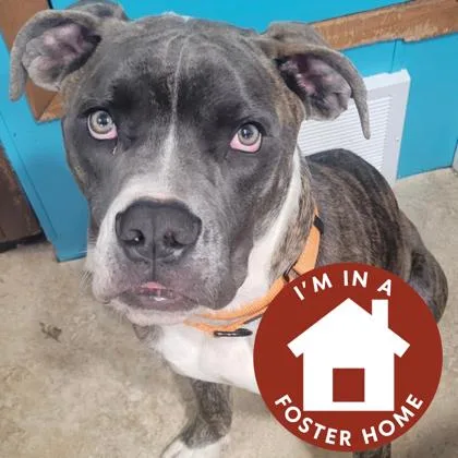 Belsnickel thumbnail 2