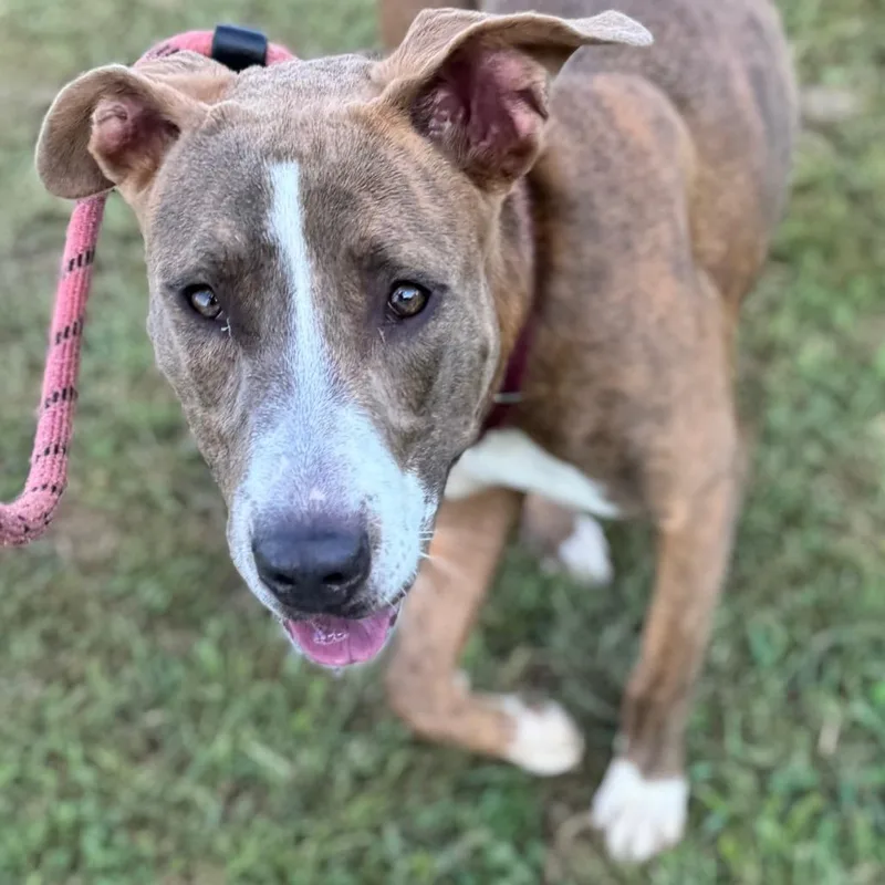 Little Girl thumbnail 4