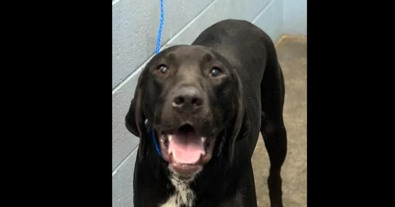 Jay Bird thumbnail 2