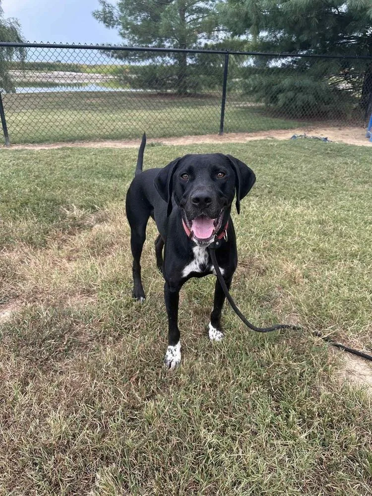 Jay Bird thumbnail 3