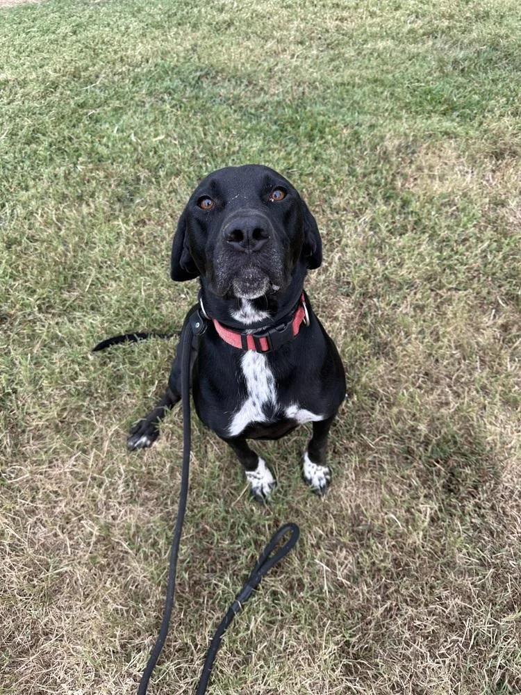 Jay Bird thumbnail 5