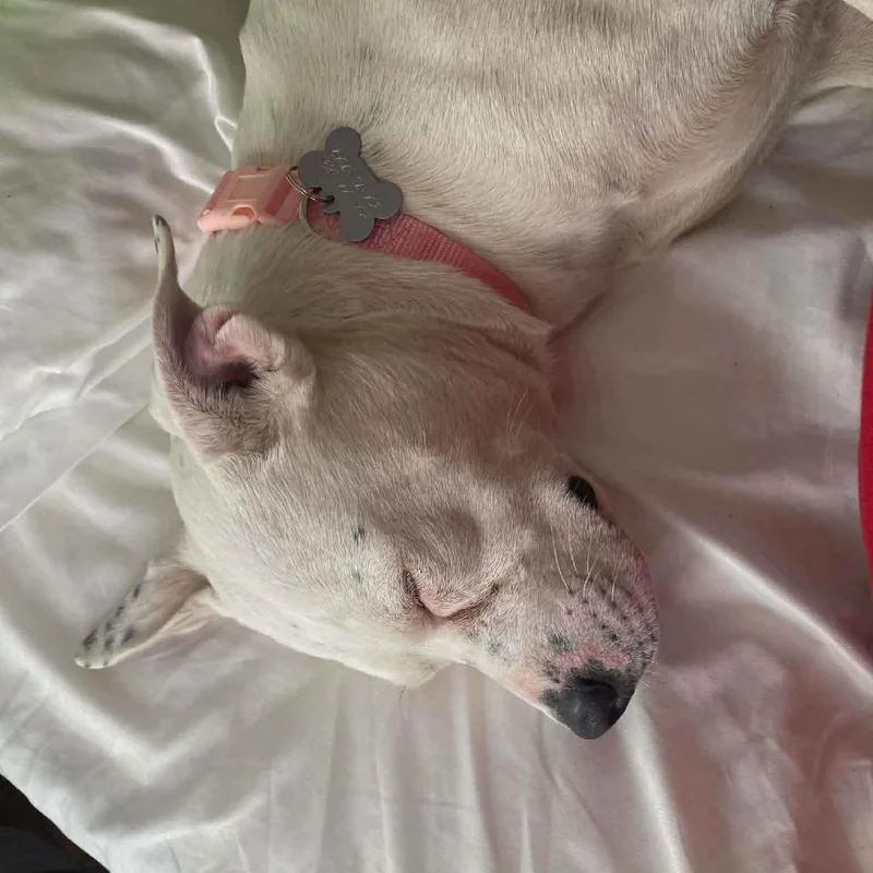 Sugar Bomb thumbnail 2