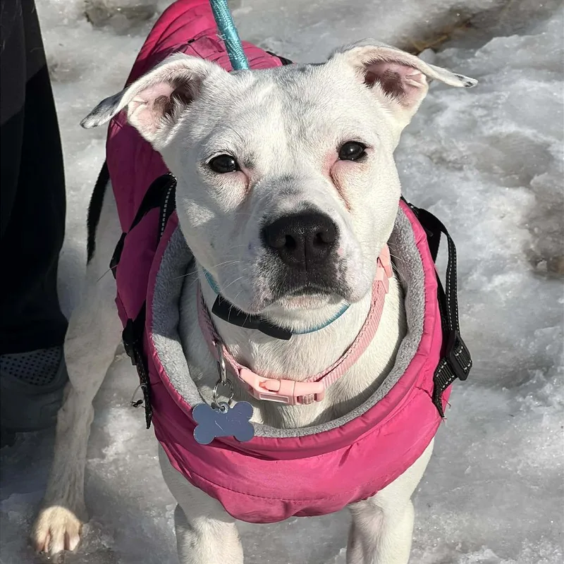 Sugar Bomb thumbnail 3