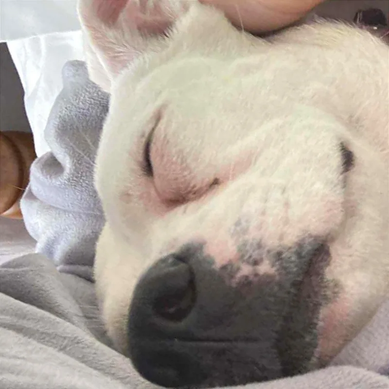 Sugar Bomb thumbnail 4