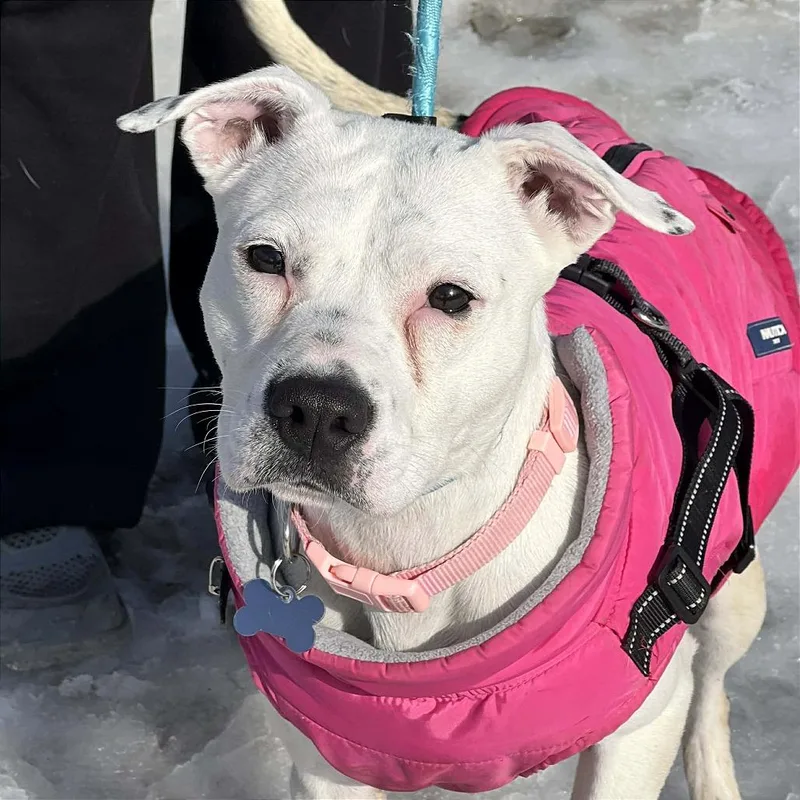 Sugar Bomb thumbnail 5