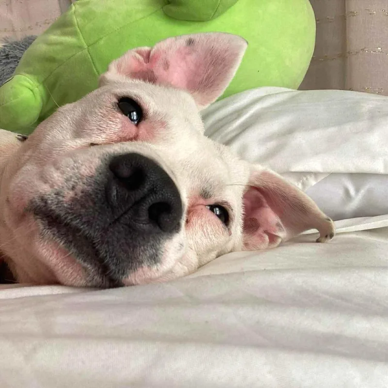 Sugar Bomb thumbnail 6