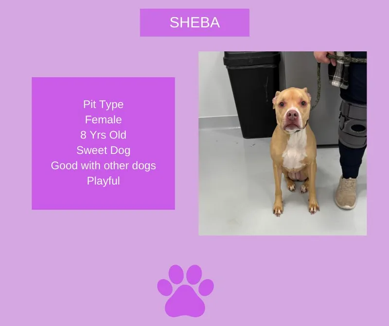 Sheba