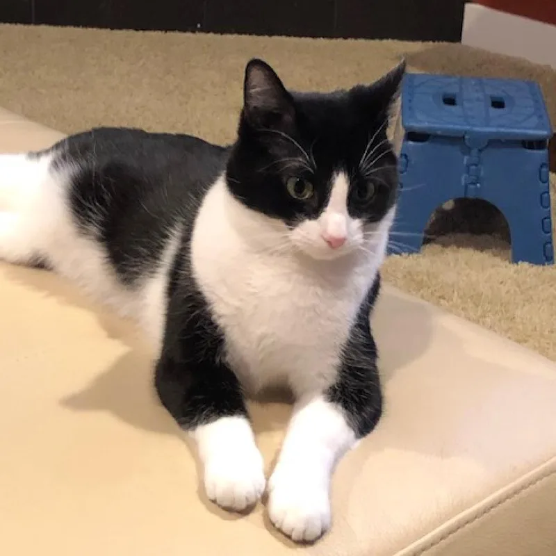 An adult large-sized female Domestic Short Hair cat named Oreo for adoption in Inver Grove Heights, MN