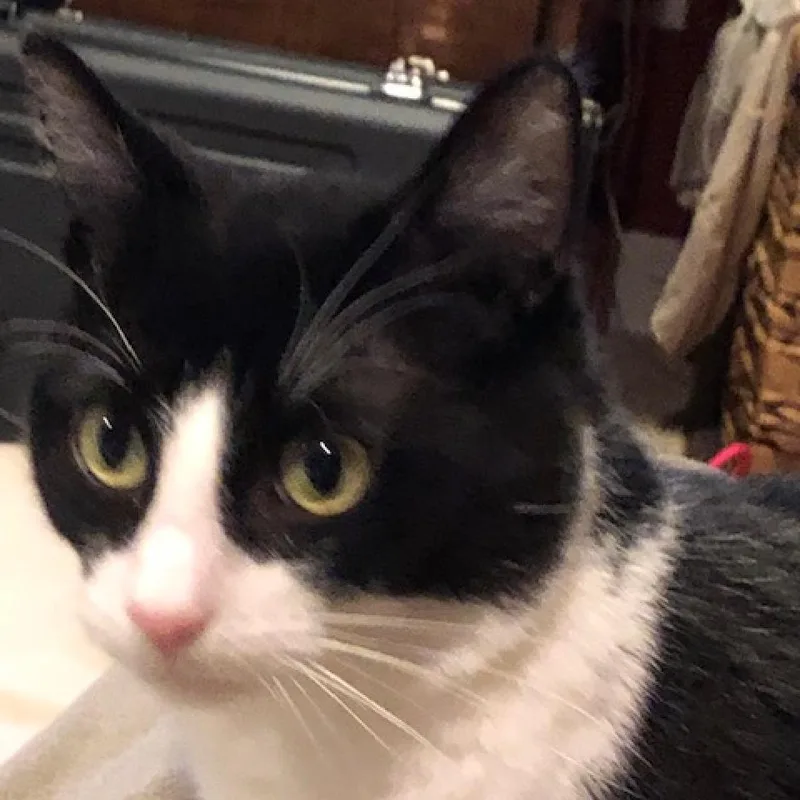 Oreo thumbnail 2