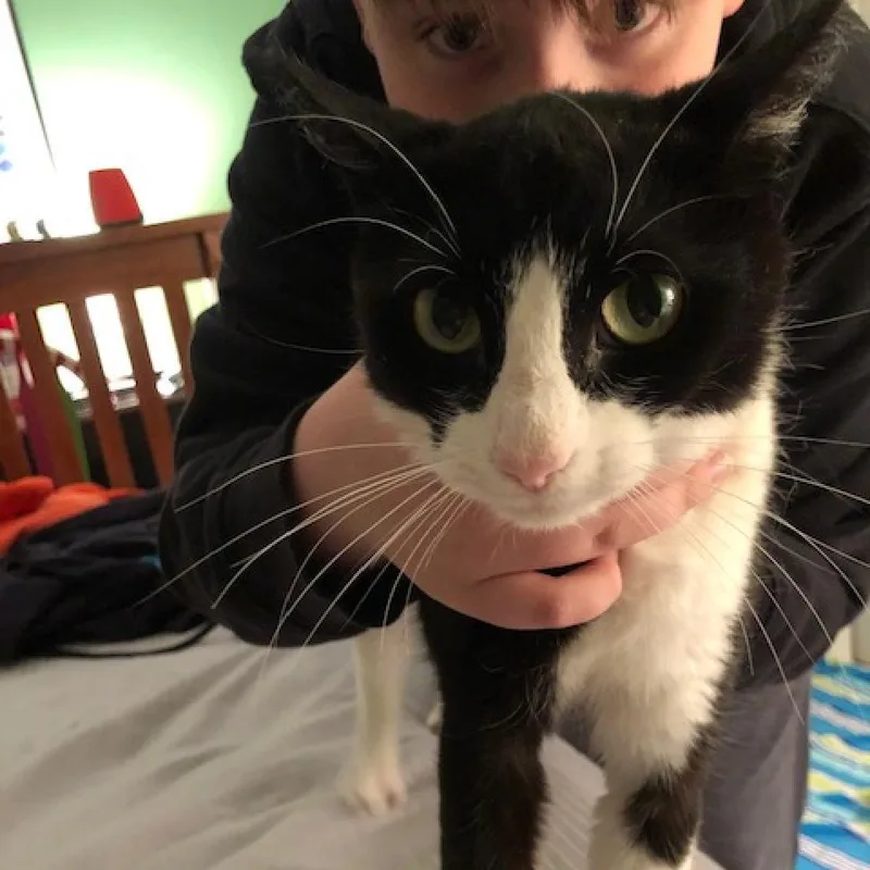 Oreo thumbnail 6