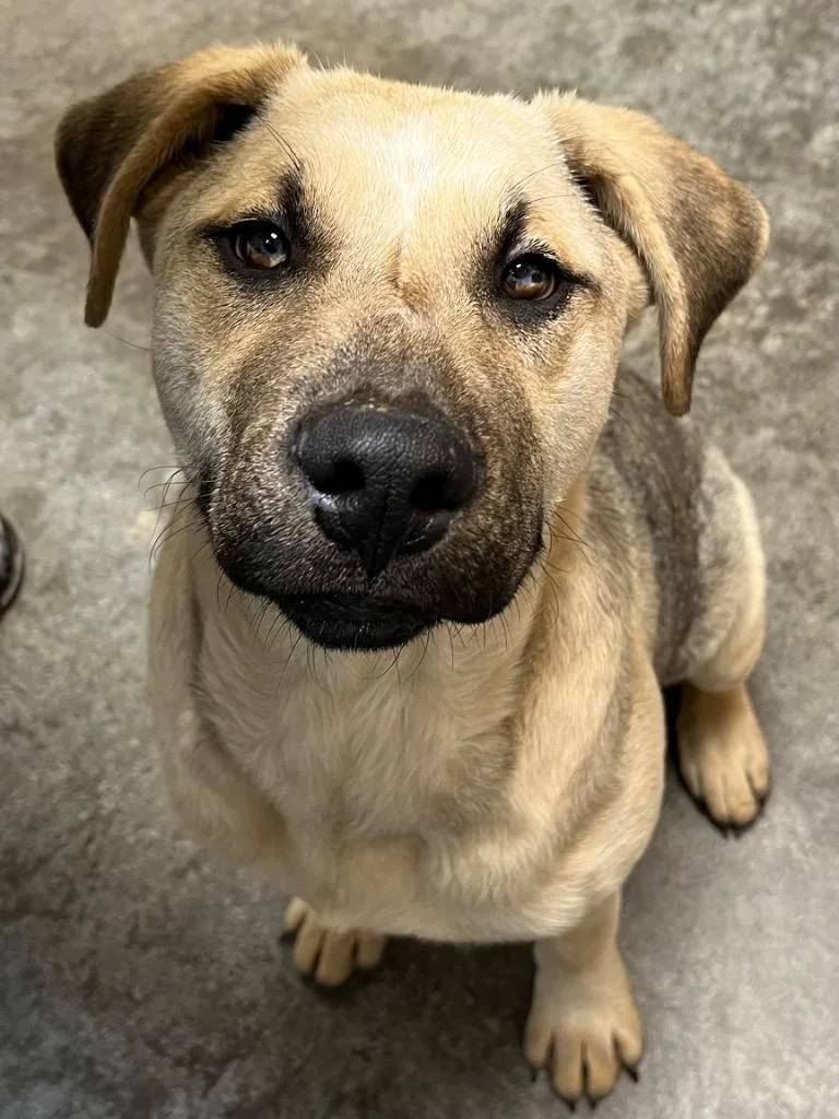 Pangolin thumbnail 2