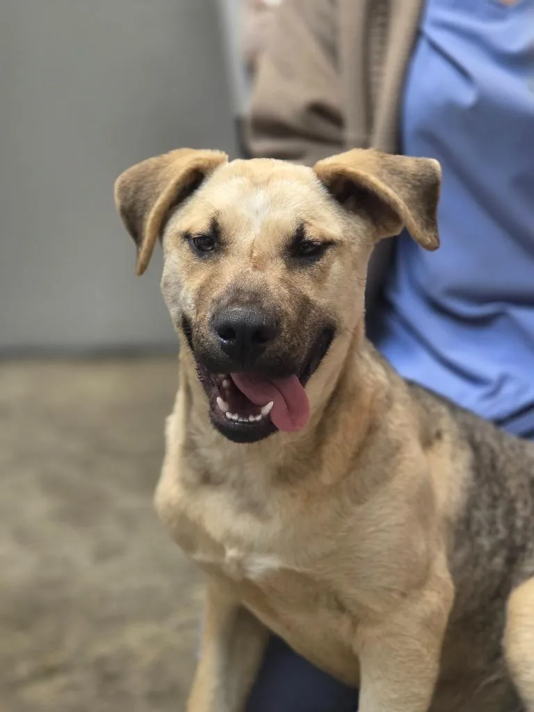 Pangolin thumbnail 3