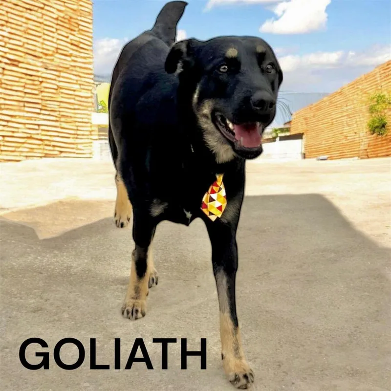 Goliath thumbnail 2