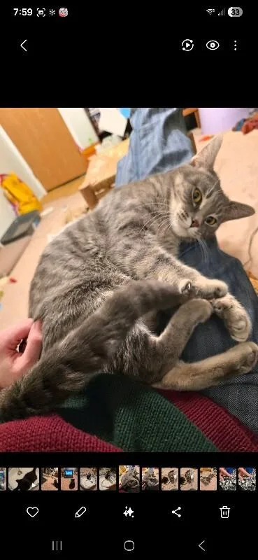 Silver Belle thumbnail 2