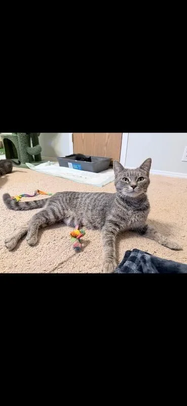 Silver Belle thumbnail 3