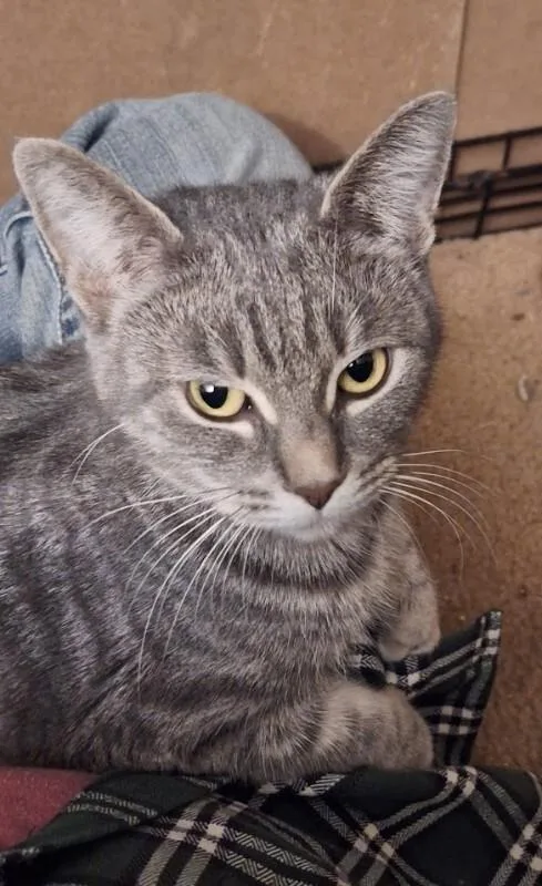 Silver Belle thumbnail 4