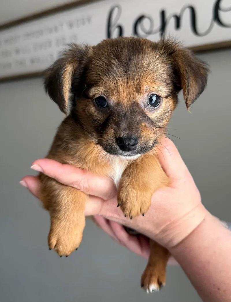 Finn  Accepting Applications