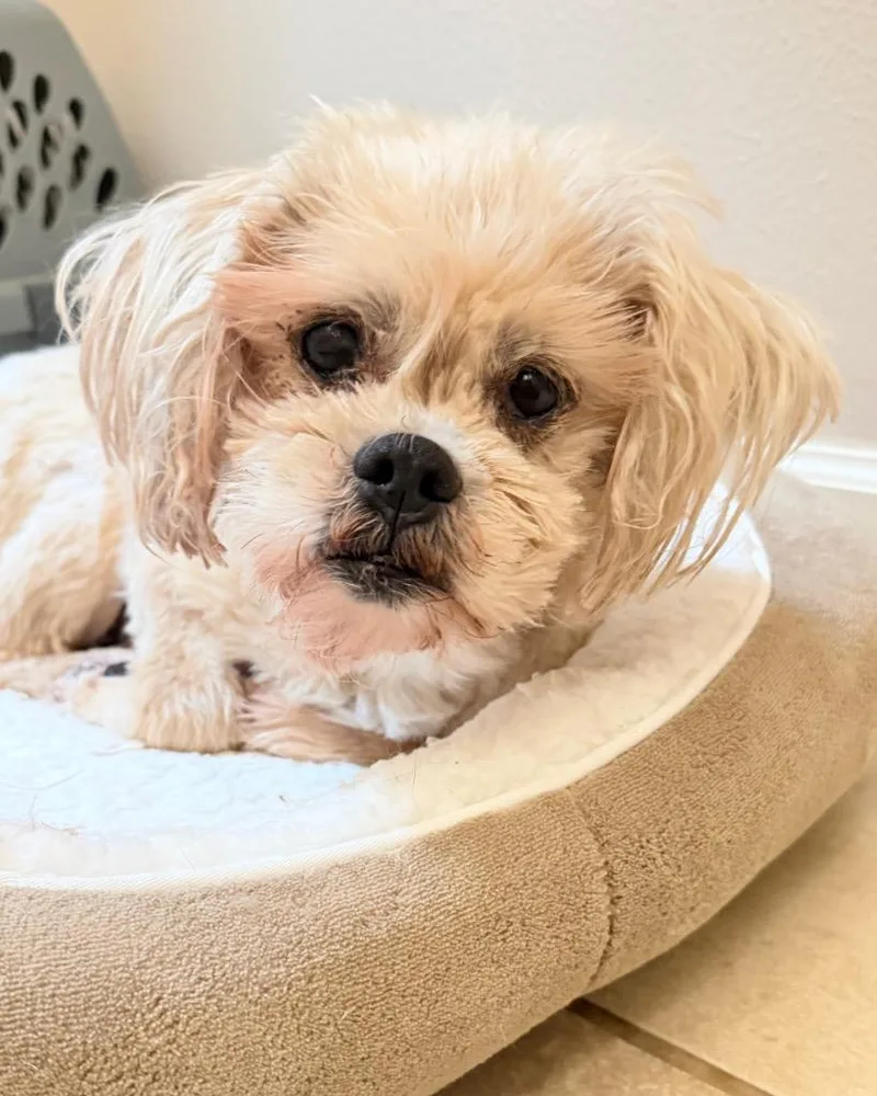 Pebbles Flintstone thumbnail 2