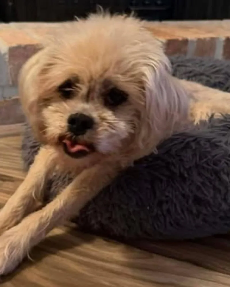 Pebbles Flintstone thumbnail 3