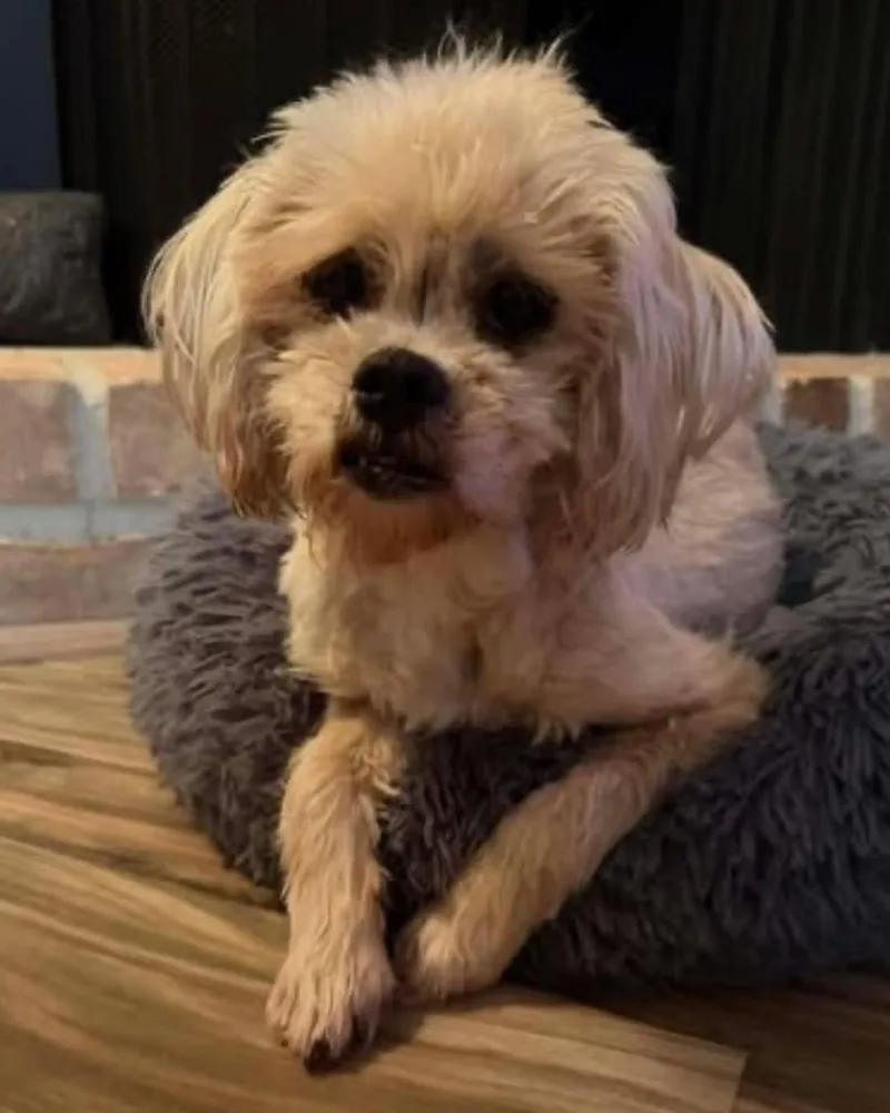 Pebbles Flintstone thumbnail 4