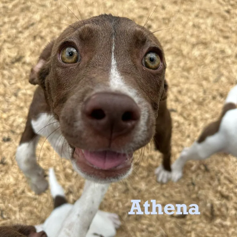 Athena thumbnail 2