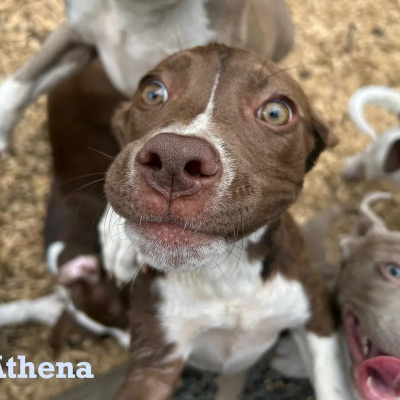 Athena thumbnail 3