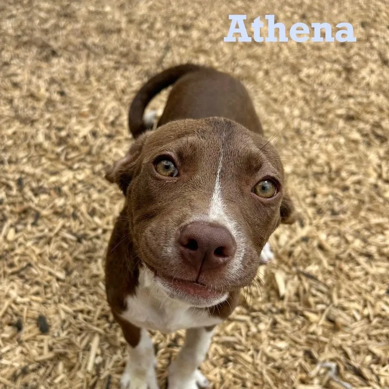 Athena