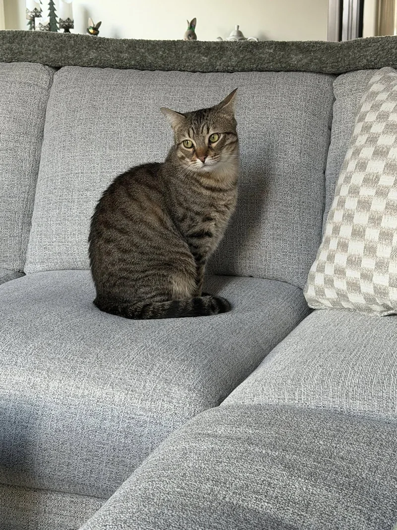 Pistachio thumbnail 2