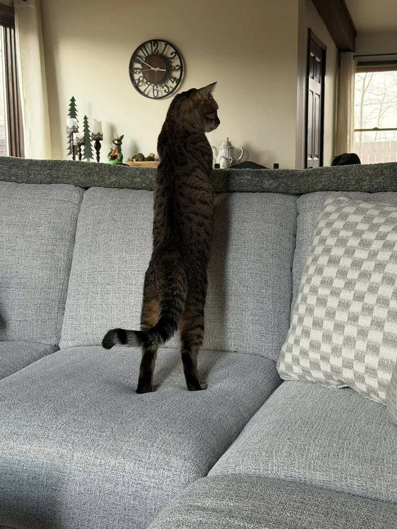 Pistachio thumbnail 3